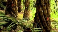 IPNI 2 Oil Palm Best Management Practise - For Estate Managers