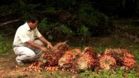 IPNI 3 Oil Palm Best Management Practise - For Executives