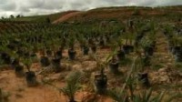 IPNI 5 Oil Palm Best Management Practise - Nursery Stage