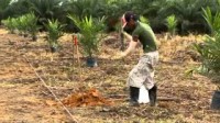 IPNI 6 Oil Palm Best Management Practise - Immature Stage