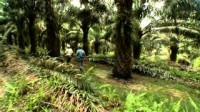 IPNI 7 Oil Palm Best Management Practise - Mature Stage